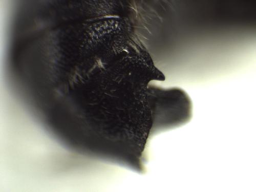 Réf. 334 761 : Hoplitis adunca